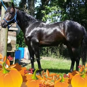 Meet your Posher, Pattie